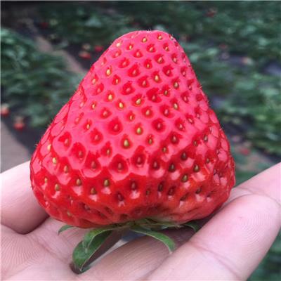 美德莱特草莓苗厂家、美德莱特草莓苗规格齐全厂家