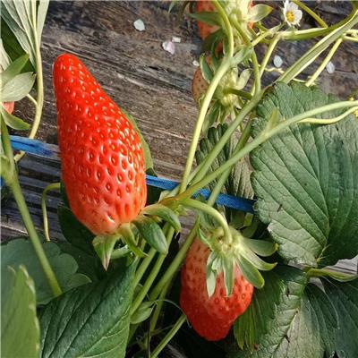 草莓苗培育方法