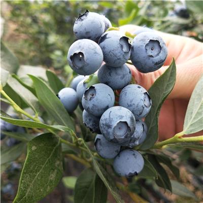北高丛蓝莓苗批发基地 北高丛蓝莓苗品种