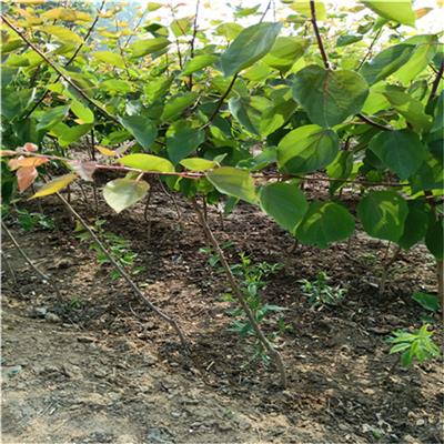 矮化杏树苗种植技术 杏树苗靠谱厂家 常年出售