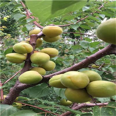 新品种杏树苗种植 山东杏树苗产地 常年出售