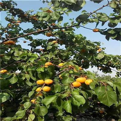 矮化杏树苗批发基地 山东杏树苗产地 品种齐全