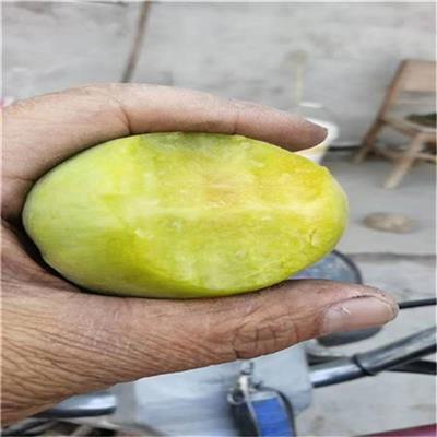 杏树苗培育 山东杏树苗产地 提供技术支持
