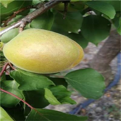 矮化杏树苗批发基地 山东杏树苗产地 多年培育果苗经验