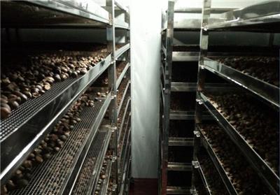 湖南油茶籽烘干机供应 多层翻转穿流烘干仓正式投产
