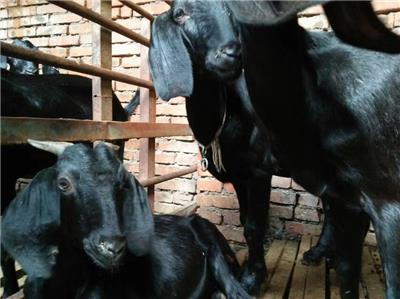 努比亚黑山羊养殖