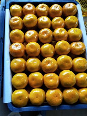 城固蜜桔申请汉中桔子批发电商一件代发柑橘水果