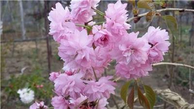 江西垂枝樱 垂枝樱花树苗 八重红枝垂-新品种繁育基地