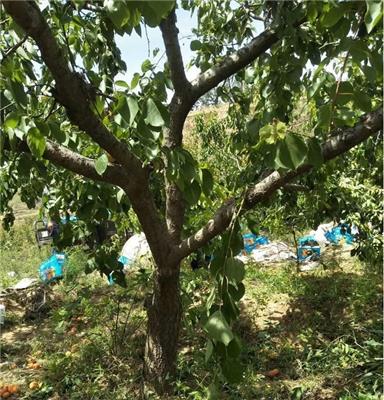 16公分杏树批发观果观花 厂家供应