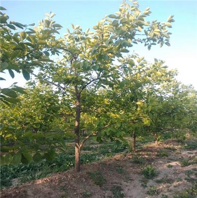 山西18公分柿子树产地产地直供 生长快 诚信经营