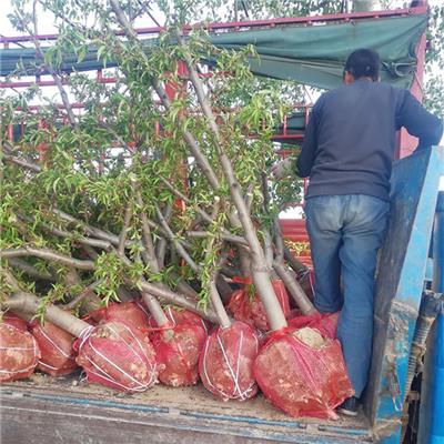 甘肃8公分占地桃树种植基地 批发零售