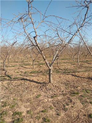 6公分开心形桃树产地占地桃树 大量出售