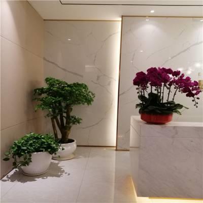 重庆公司植物租赁租摆，出售，每月免费养护、办公室植物租赁