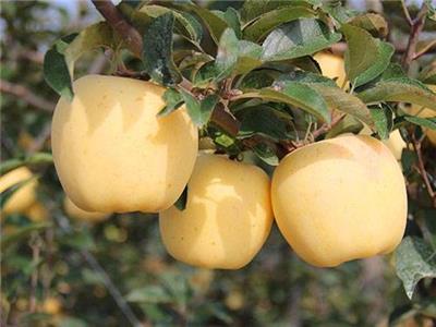 维纳斯黄金苹果树苗价格 5.5元/棵 产地直销 量大价低 欢迎询价