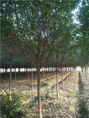 西安周至常年培育*杆叶石楠 彩叶石楠高杆树