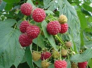 大量出售红树莓苗，双季树莓苗，黑加仑苗，灯笼果苗，草莓苗