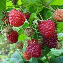 出售红树莓苗，双季树莓苗，黑加仑苗，灯笼果苗，草莓苗