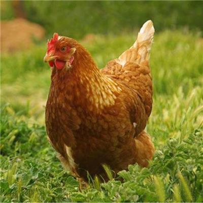 要买青年鸡的朋友伸出援助之手 帮河南的养殖户处理海兰褐青年鸡