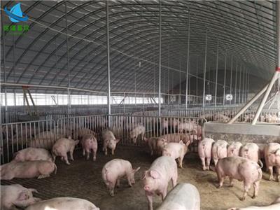 养猪场猪舍搭建 养猪棚规划建设 猪棚施工厂家