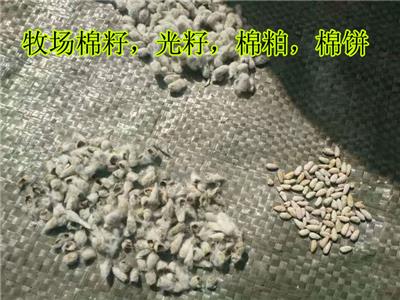 棉花光籽,榨油棉籽，棉籽仁,牧草毛籽,药用食用棉花子，带毛棉籽