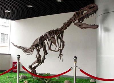 仿真恐龙骨架模型制作 恐龙化石模型 侏罗纪恐龙化石模型 自贡恐龙博物馆化石模型