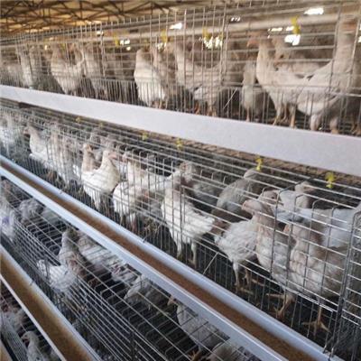 京粉青年鸡针对市场培育的国产蛋鸡品种 惠民禽业60天京粉青年鸡急售