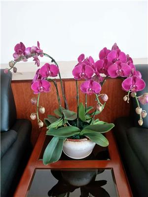 东莞花卉租赁,长安室内植物租摆,办公室绿植养护汇安园艺