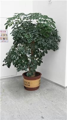 东莞企石绿植租摆A室内植物租赁A汇安花卉养护批发