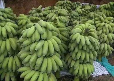 香蕉苗批发 南方水果 粉蕉