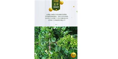 安州区青花椒种植基地 信息推荐 绵阳市川椒王子农业开发供应
