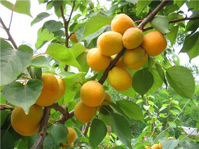 杏树苗出售 杏树苗供应 杏树苗价格 山杏苗基地