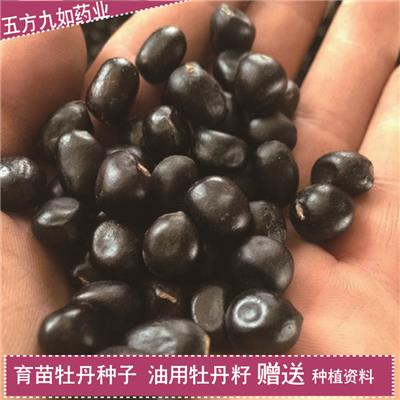 亳州牡丹种子质量可靠