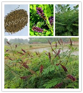 紫穗槐多年生落叶灌木种子饲料绿肥种子福建厦门花草籽