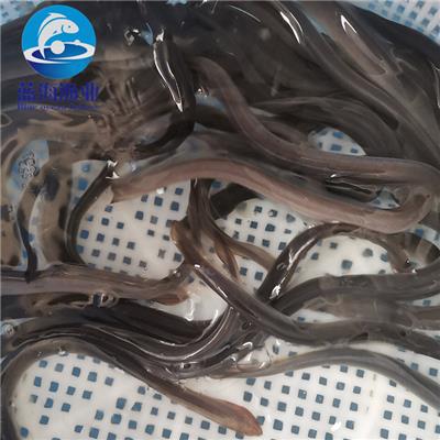 郴州白鰻魚苗報價 白鱔魚苗 工廠化養殖