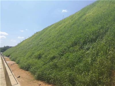 北京岩石边坡生态恢复工程喷播绿化团粒剂