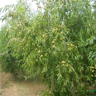 枣树苗种植 价格优惠