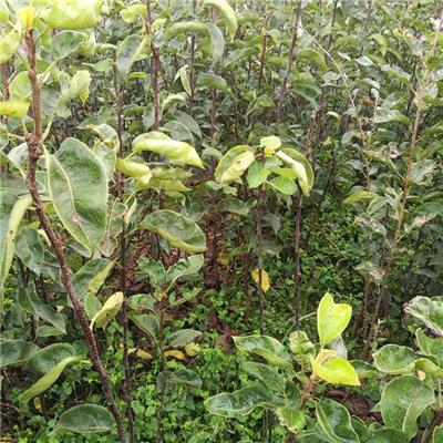 红香酥梨苗种植方法 今年价格