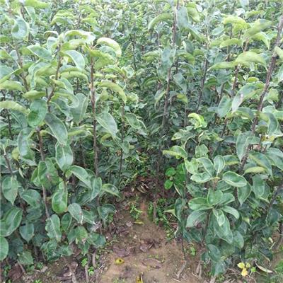 红香酥梨苗基地批发 优点和特性