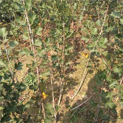大绵球山楂苗今年价格 1.5米高甜红籽山楂苗 批发价格