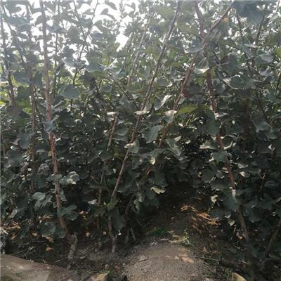 甜红籽山楂苗今年价格 5公分大金星山楂苗 几年结果