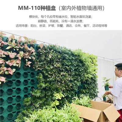 南京全新植物墙容器 绿萝强