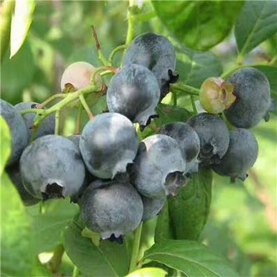 蓝莓果树苗带土盆栽当年结果南北方种植 蓝莓树苗地栽