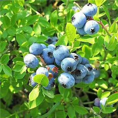 蓝莓树果苗 盆栽地栽当年结果 多品种南北方种植 蓝莓树苗地栽