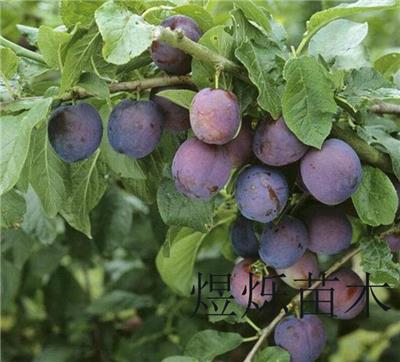 李子树品种 早红李子苗 品种大全