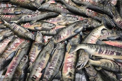 抚远鱼类批发市场，黑龙江大马哈鱼加工厂，哈尔滨马哈鱼多少钱一斤