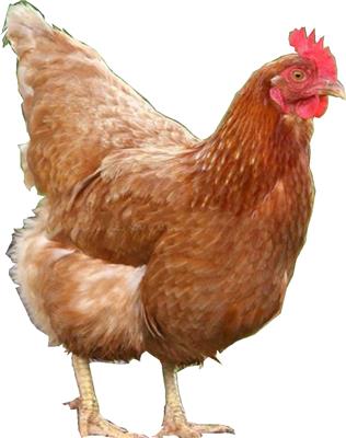 海兰褐青年鸡体重和体型达标的重要性 海兰褐青年鸡体重对产蛋率的影响