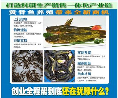 温州黄丫头苗养殖方法 黄骨鱼 黄颡鱼养殖成本及利润