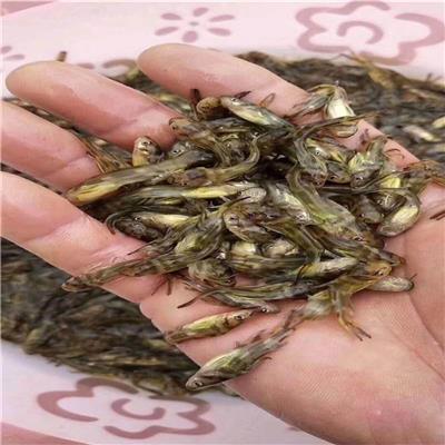 苏州黄颡鱼养殖 黄腊丁 上门回收鱼苗