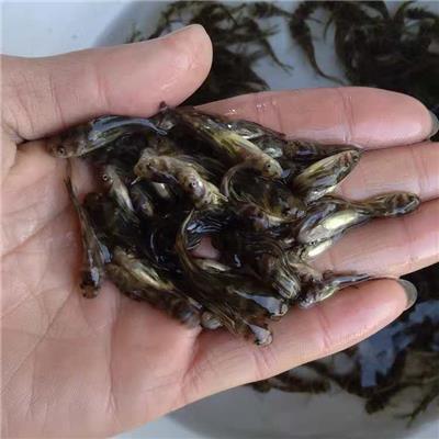 惠州黄骨鱼养殖 黄腊丁 黄颡鱼养殖成本及利润