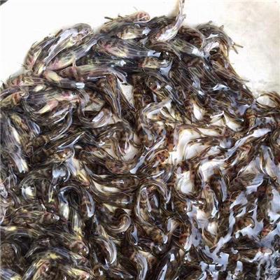 汕头黄颡鱼回收 黄腊丁 怎么提高存活率